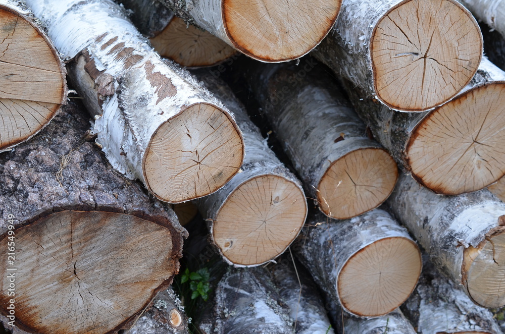 Brzoza (Betula) - ścięte drzewa, kłody Brzoza (Betula) - ścięte drzewa, kłody