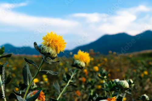 beautiful yellow safflowe in nature background, Carthamus tinctorius