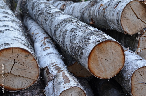 Fototapeta Naklejka Na Ścianę i Meble -  Brzoza (Betula) - ścięte drzewa, kłody