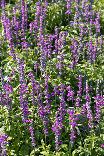 closeup beautiful fernleaf lavender flower