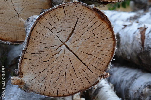 Brzoza (Betula) - ścięte drzewa, kłody