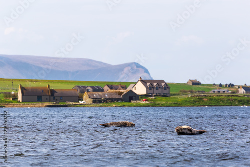 Seals in the Loch Stenness photo