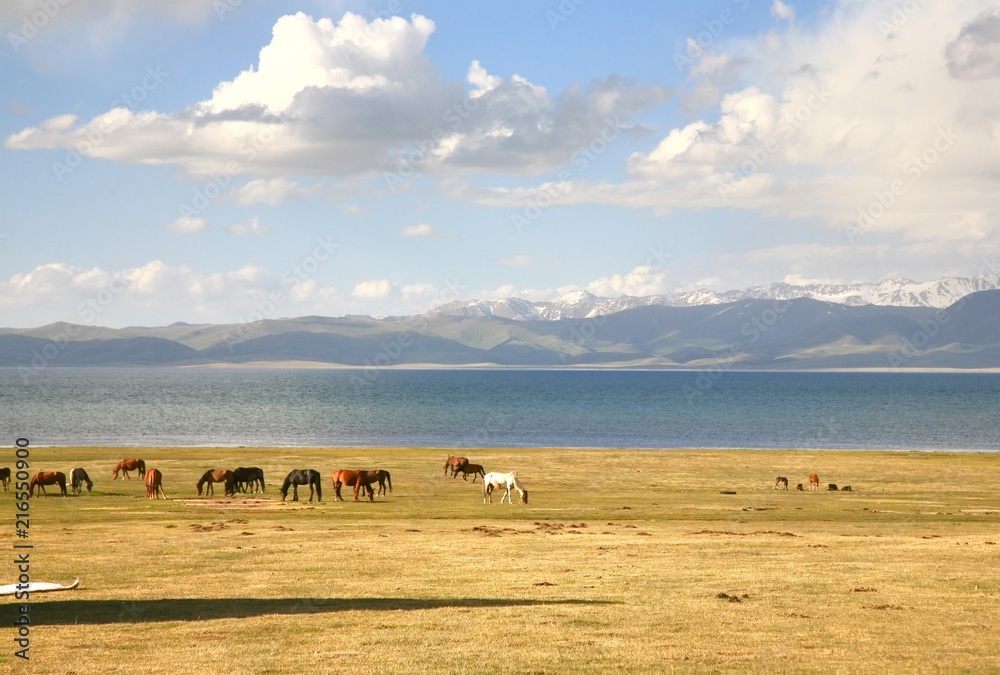 Obraz premium The horse in a large meadow at Song kul lake , Naryn of Kyrgyzstan