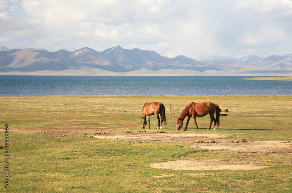 The horse  in a large meadow at Song kul lake ,  Naryn of Kyrgyzstan