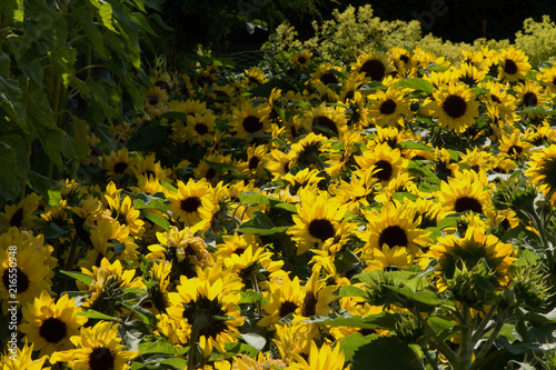 Sunflower Suntastic Yellow Black Centre flower trail bathed in summer sunshine.
