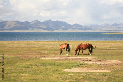 The horse  in a large meadow at Song kul lake    Naryn of Kyrgyzstan