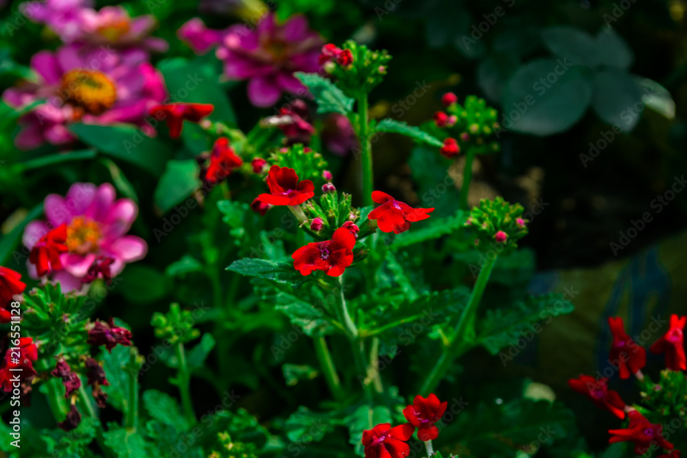 Beautiful red flores smiling under the sun