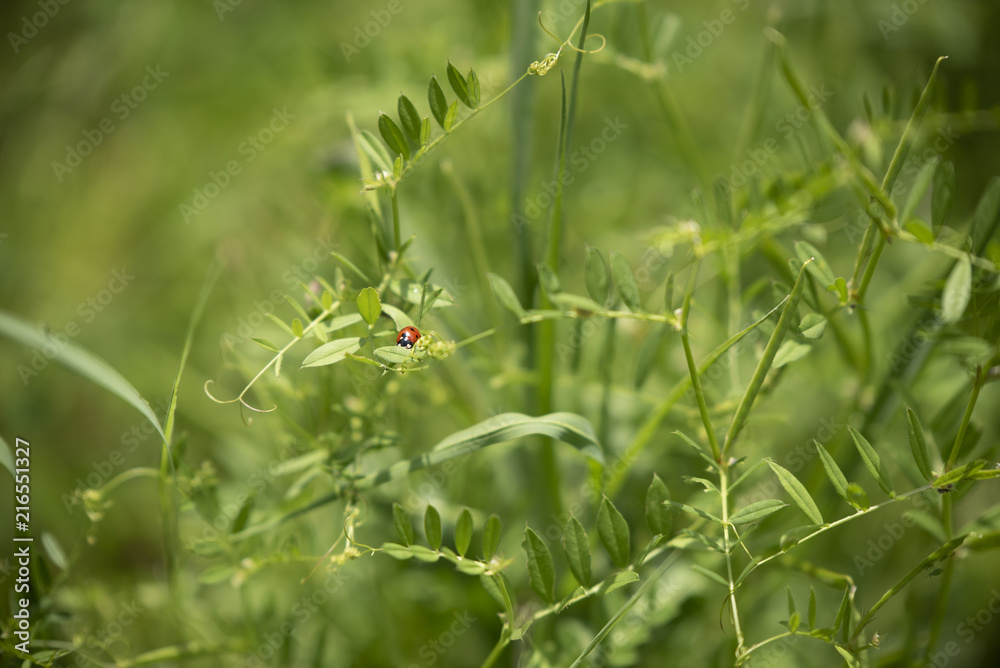 Ladybug on the leaf