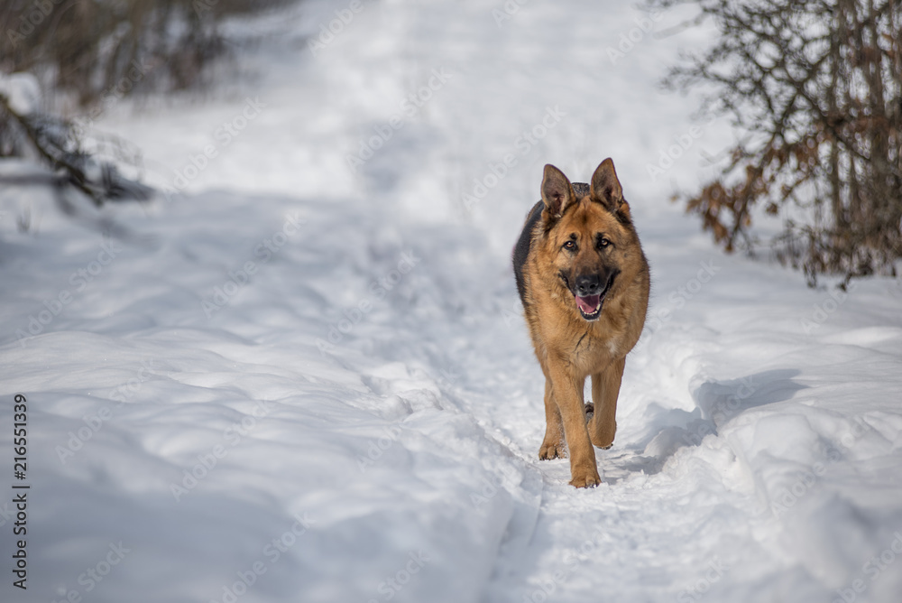 German shepperd dog walking in the snow
