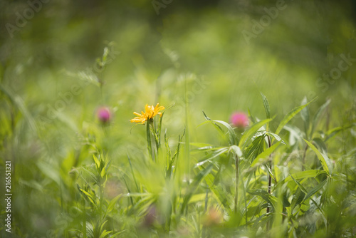 Summer wild flowers © AurraMinna