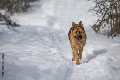German shepperd dog walking in the snow © AurraMinna
