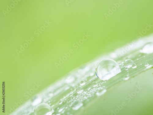 water drop on grass