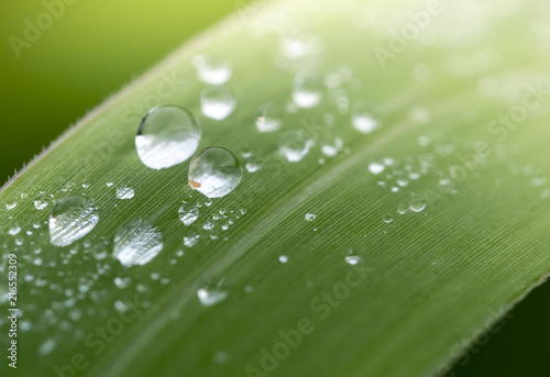 water drop on grass
