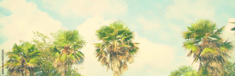 Banner Palm leaves against the sky Tropical background Bright sunny colors Vintage Retro toning