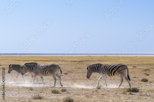 Group of zebras / Zebras in Etosha National Park, Namibia.