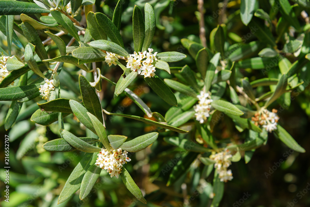 Blossoming olive tree branch Blossoming olive tree branch
