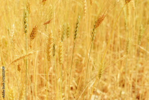 Fields of wheat