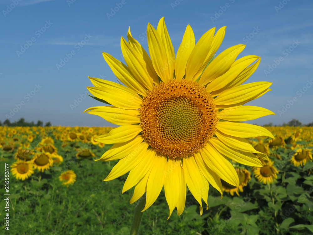 Blooming sunflower on clear blue sky background. Sunflowers field in sunny day, picturesque summer landscape Blooming sunflower on clear blue sky background. Sunflowers field in sunny day, picturesque summer landscape