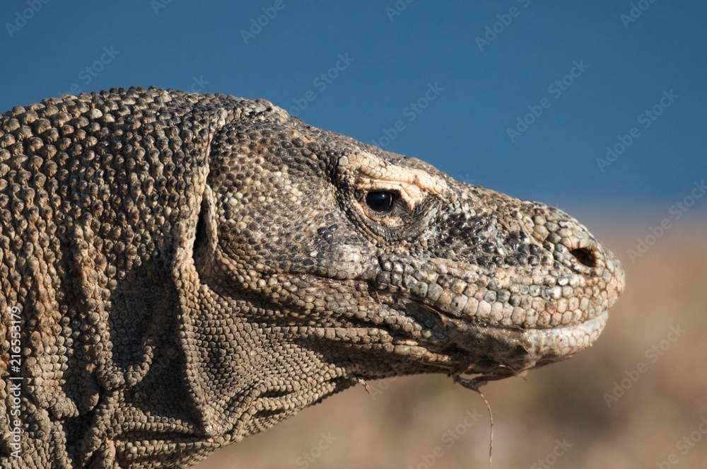 Obraz premium dragon de Komodo