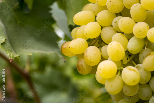 Grapes Vineyard (Turkey Izmir vineyards)