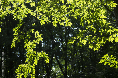 Green tree leaves illuminated by the sun, the leaves through the sun's rays. Beautiful natural background flora