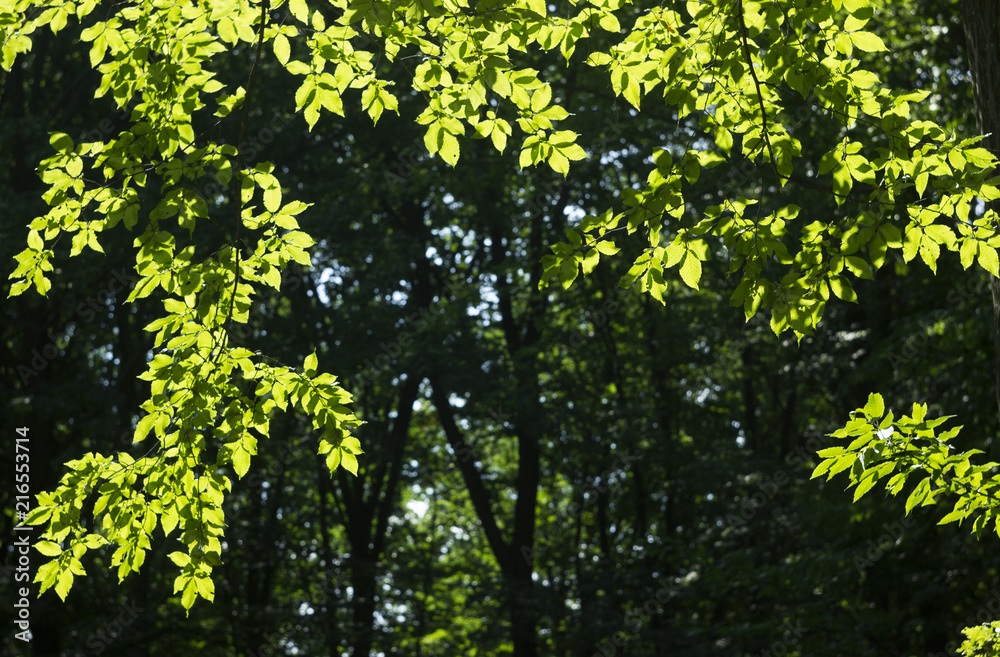 Green tree leaves illuminated by the sun, the leaves through the sun's rays. Beautiful natural background flora Green tree leaves illuminated by the sun, the leaves through the sun's rays. Beautiful natural background flora