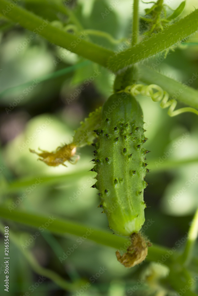 Small and large cucumbers growing in the garden on a special grid, flowering vegetables, harvest Small and large cucumbers growing in the garden on a special grid, flowering vegetables, harvest