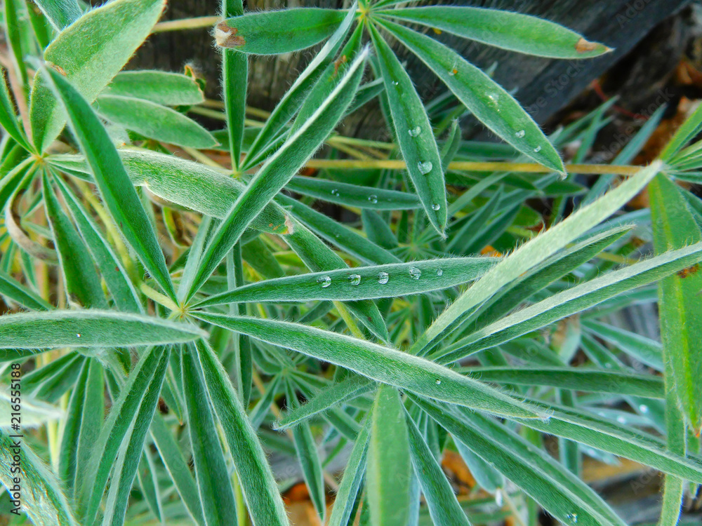 Raindrops in a row on a Yukon Lupine leaf. Raindrops in a row on a Yukon Lupine leaf.