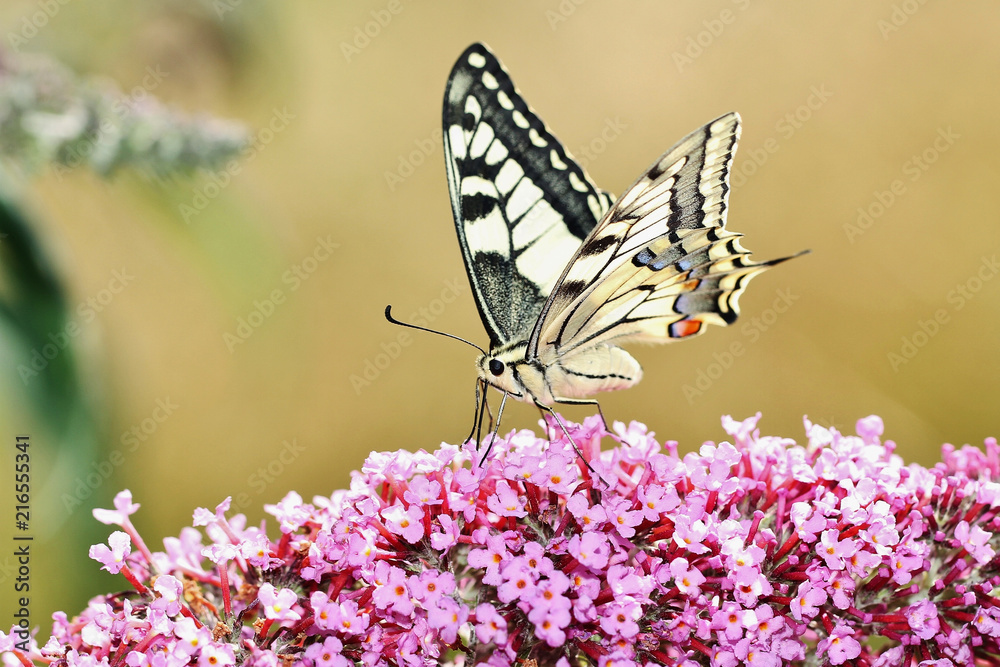 Swallowtail Butterfly Seeking For Nectar On A Buddleia Flower Swallowtail Butterfly Seeking For Nectar On A Buddleia Flower