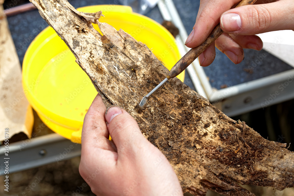 Archeology: clearing part of a scroll of an ancient birch bark