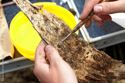 Obraz na płótnie Archeology: clearing part of a scroll of an ancient birch bark w salonie