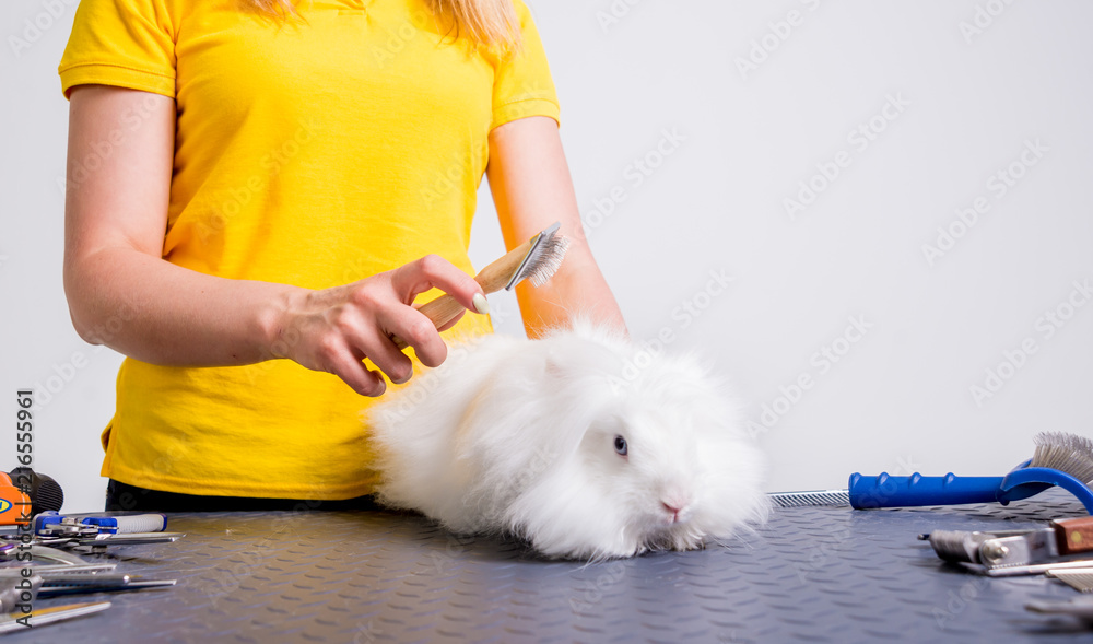Professional cares for a rabbit in a specialized salon. Groomers holding tools at the hands. Professional cares for a rabbit in a specialized salon. Groomers holding tools at the hands.