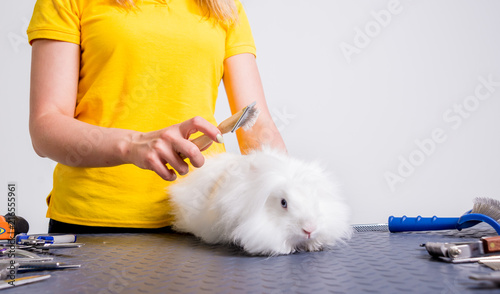 Professional cares for a rabbit in a specialized salon. Groomers holding tools at the hands.