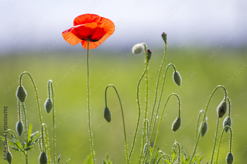 Naklejka premium Close-up of tender blooming lit by summer sun one red wild poppy and undiluted flower buds on high stems on blurred bright green summer background. Beauty and tenderness of nature concept.