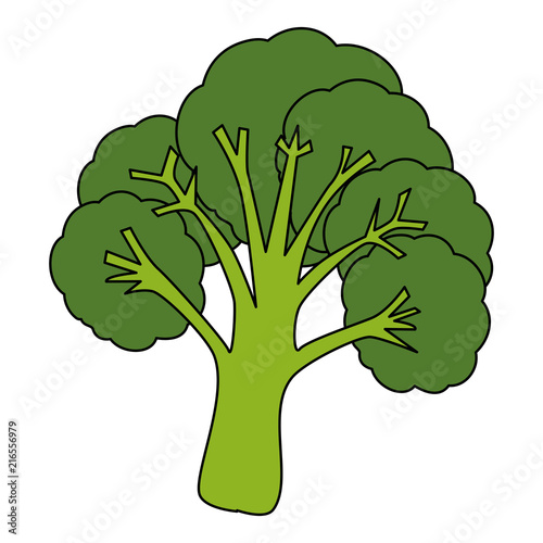 fresh broccoli healthy food