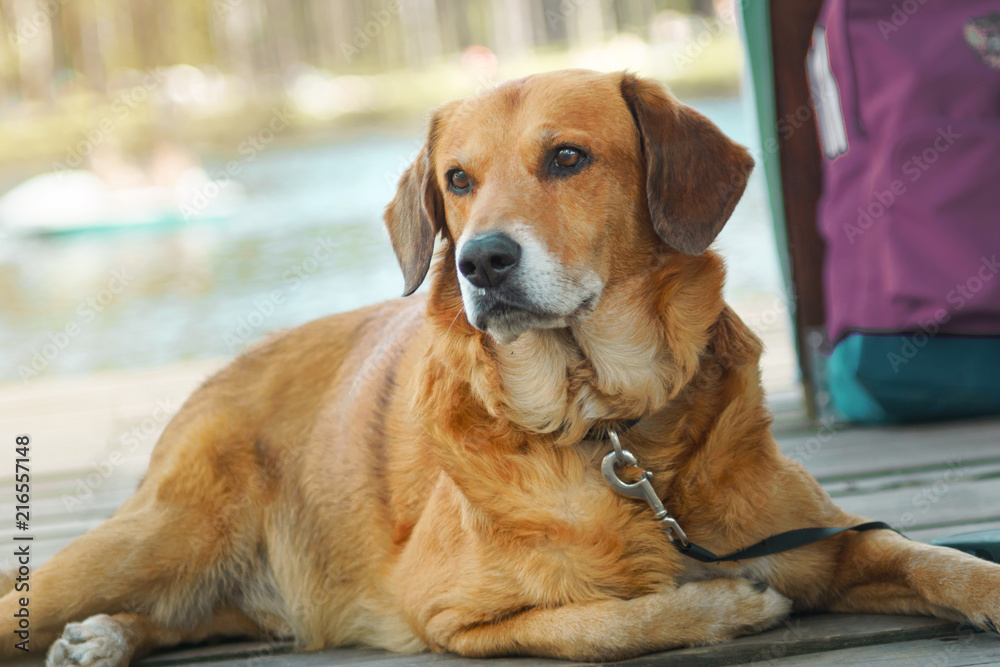 redhead dog. Labrador lies on the shore of the lake redhead dog. Labrador lies on the shore of the lake