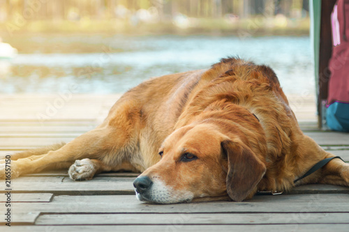 golden dog. Retriever lies on a wooden floor