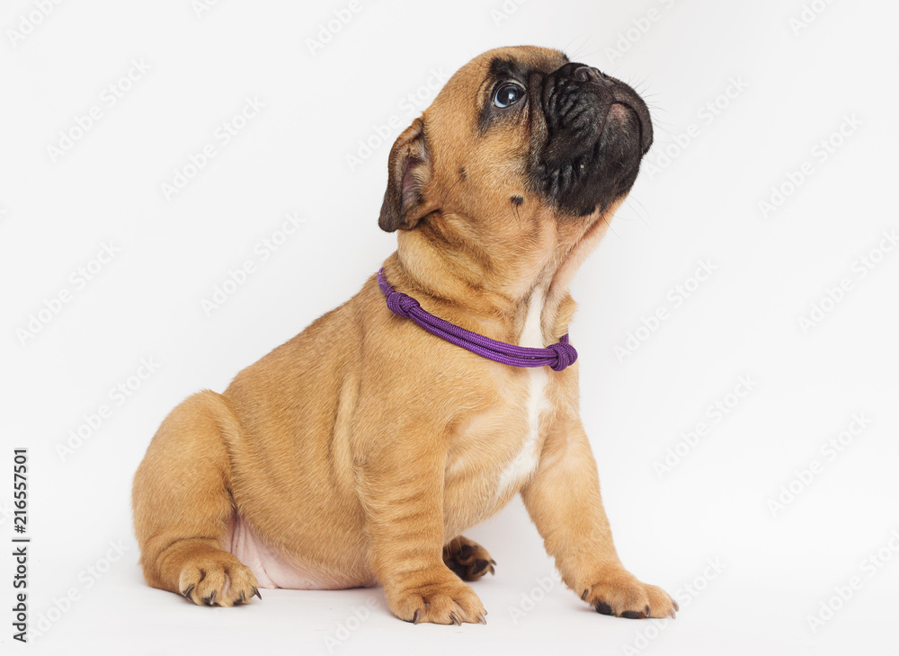 French Bulldog puppy looks sideways French Bulldog puppy looks sideways