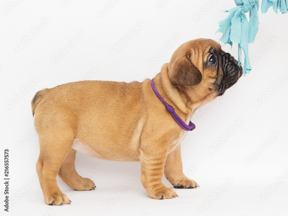 French Bulldog puppy looks sideways