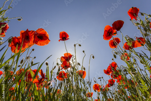 Fototapeta Naklejka Na Ścianę i Meble -  Low angle view of wonderful bright fully blooming red poppies and buds on high green stems lit by summer sun against bright blue sky. Beauty and tenderness of nature concept.