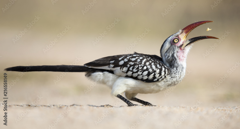 Fototapeta premium Red Billed Hornbill sitting on the ground catching eating crumbs