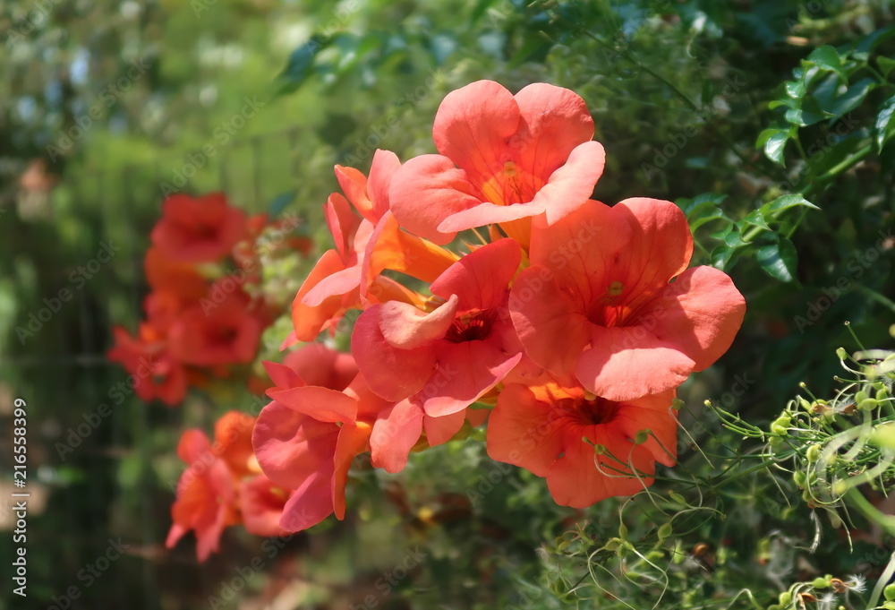 Campsis grandiflora Campsis grandiflora