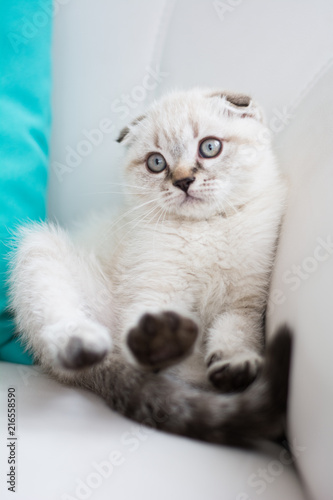 Fototapeta Naklejka Na Ścianę i Meble -  Scottish kitten british cat munchkin