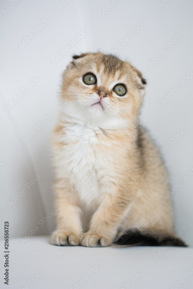 Scottish kitten posing Photo