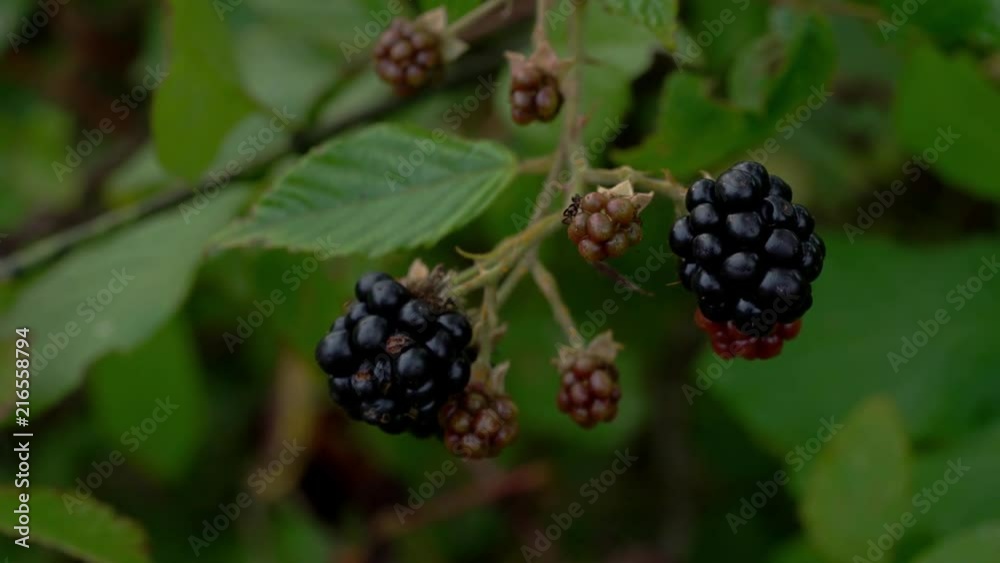 Ripe wild blackberry picking - (4K) Ripe wild blackberry picking - (4K)