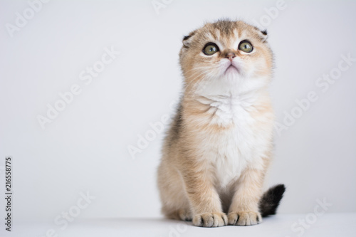 Scottish kitten posing Photo