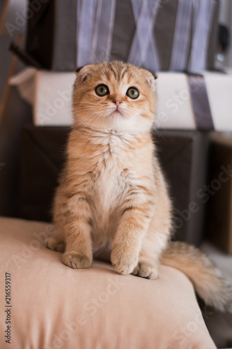 Wallpaper Mural Scottish kitten posing Photo Torontodigital.ca