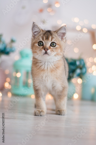 Wallpaper Mural scottish kitten british cat munchkin Torontodigital.ca