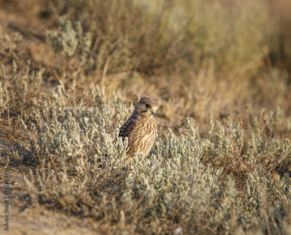 Merlin bird (Falco columbarius) sitting in grass waiting for prey. Silent Bay. Koktebel. Black Sea. Crimea. Merlin bird (Falco columbarius) sitting in grass waiting for prey. Silent Bay. Koktebel. Black Sea. Crimea.