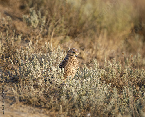 Merlin bird (Falco columbarius) sitting in grass waiting for prey. Silent Bay. Koktebel. Black Sea. Crimea. 